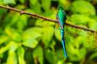Ecuador-Guango. Long-tailed sylph hummingbird close-up. Art Print